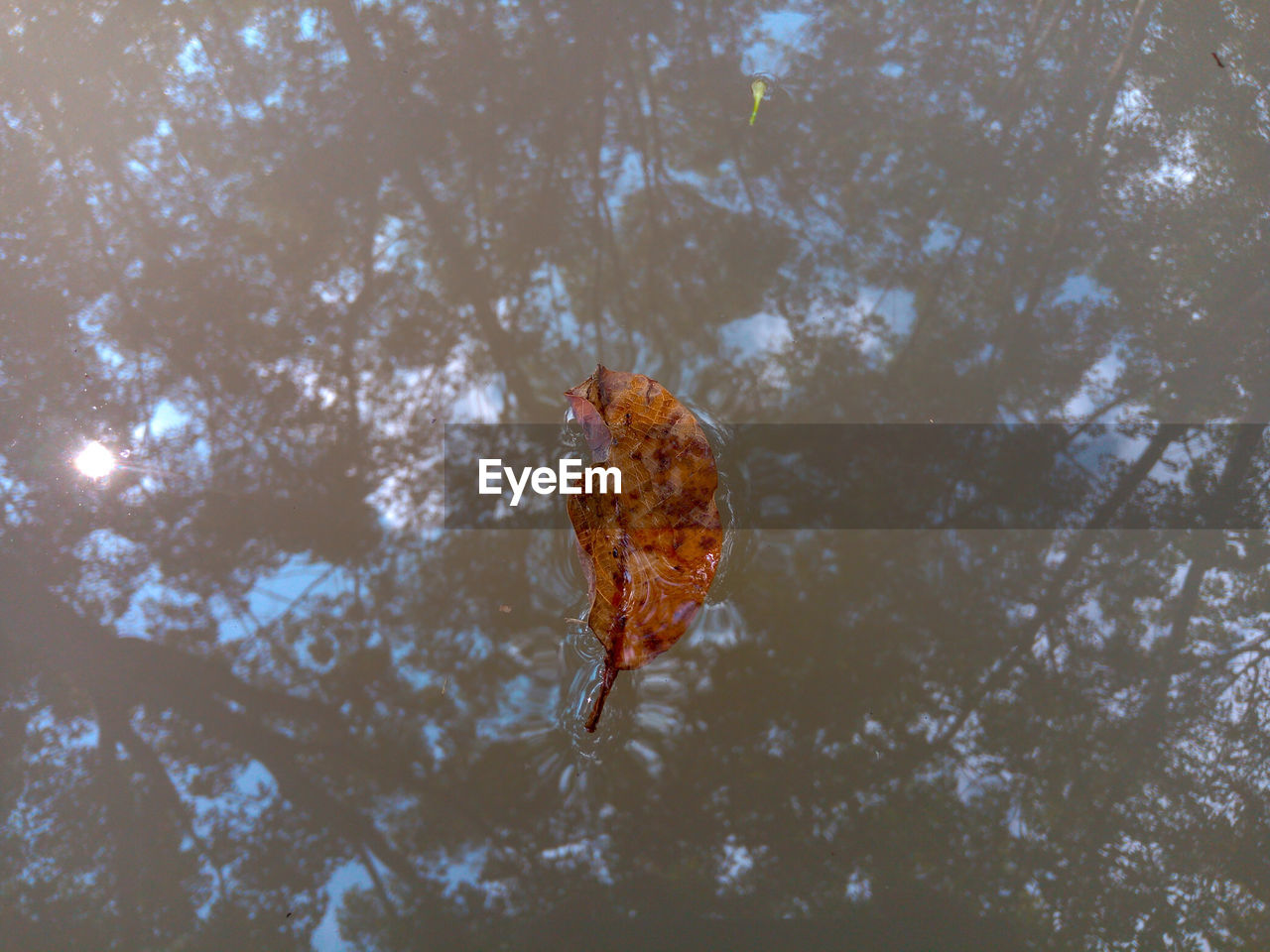 HIGH ANGLE VIEW OF A LEAF FLOATING ON WATER