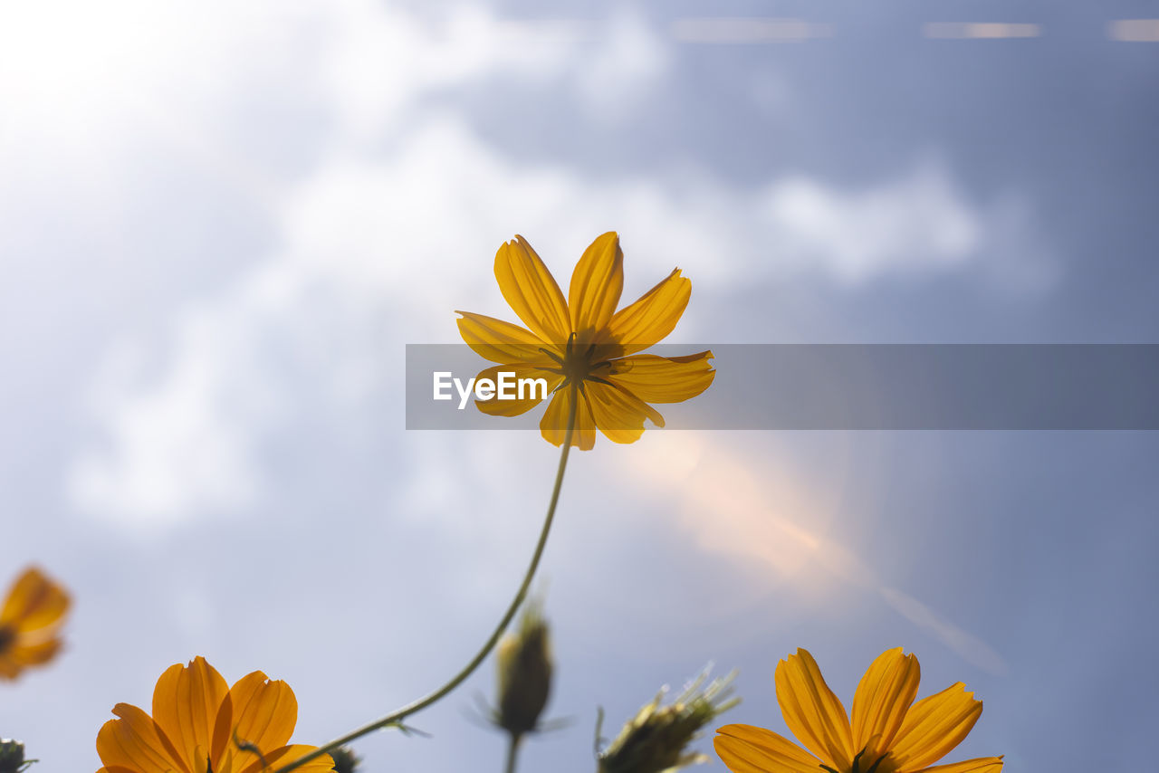 CLOSE-UP OF YELLOW FLOWERING PLANT AGAINST SKY