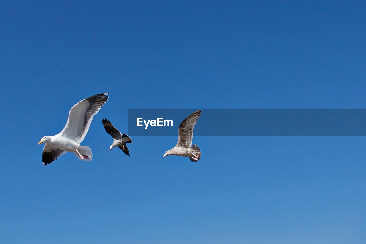 Three seagulls against blue sky