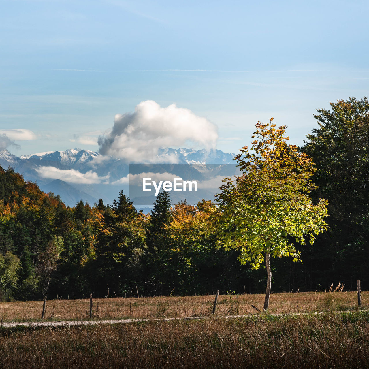 TREES AND PLANTS ON FIELD AGAINST SKY