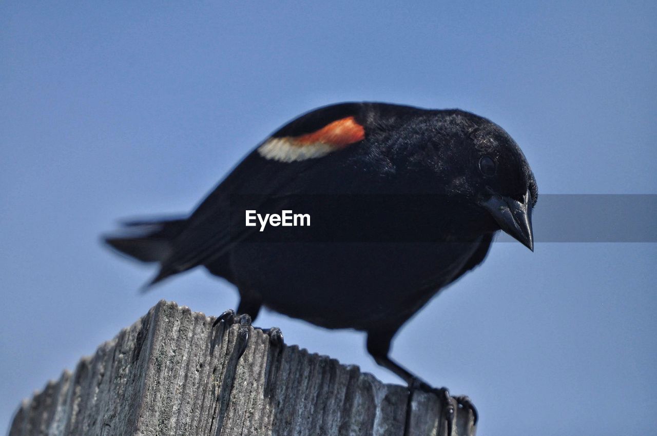 CLOSE-UP OF BIRD PERCHING ON WOOD