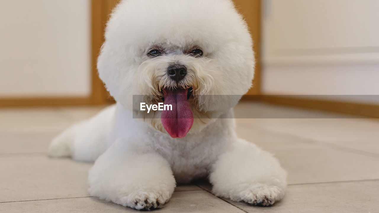 animal themes, domestic animals, pet, one animal, animal, mammal, dog, canine, portrait, bichon, looking at camera, cute, facial expression, puppy, flooring, young animal, white, sticking out tongue, lap dog, indoors, no people, maltese, sitting, bolognese, lying down, focus on foreground, coton de tulear, animal body part
