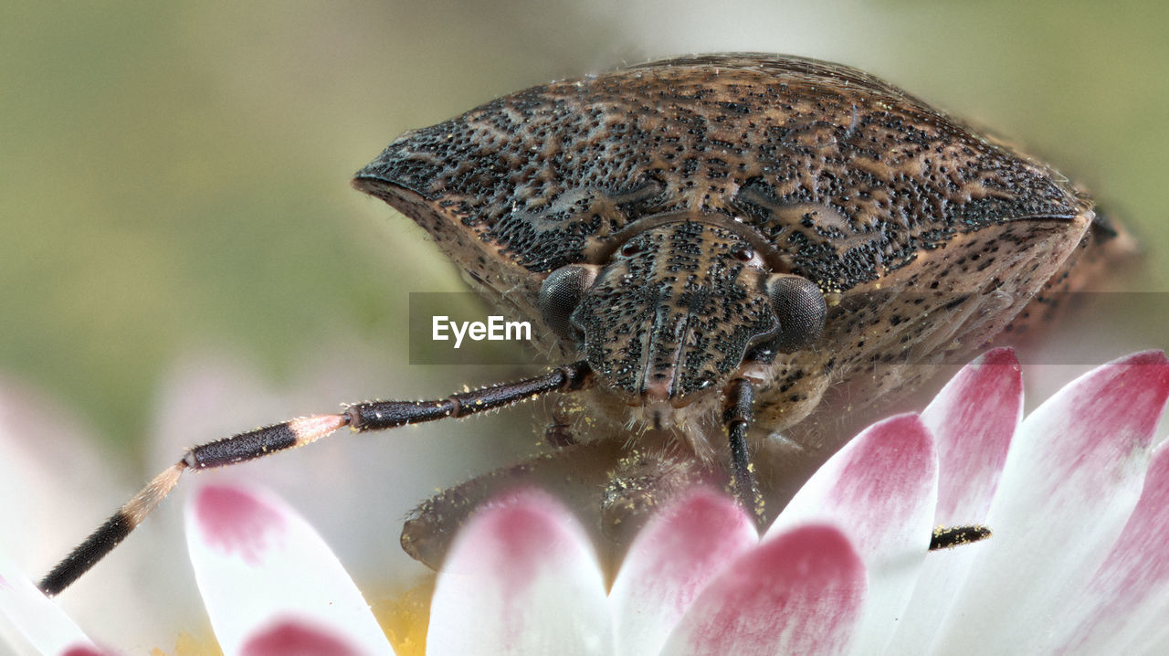 CLOSE-UP OF BUTTERFLY POLLINATING FLOWER