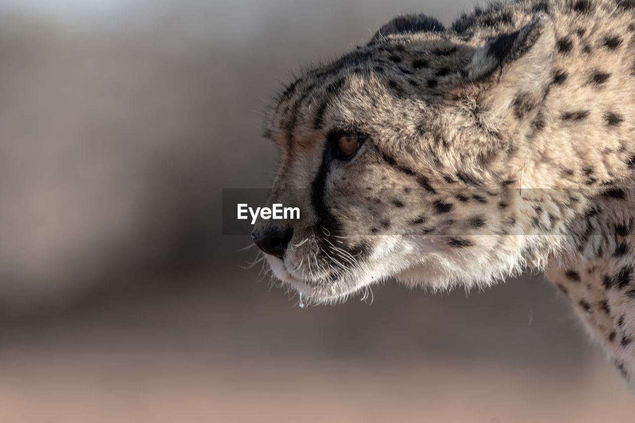 The cheetah in namibia