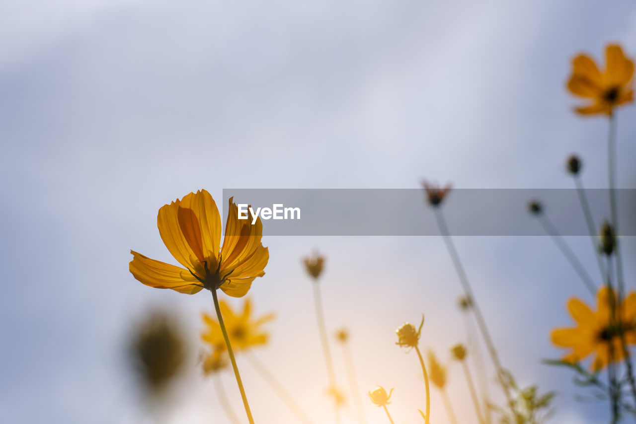 CLOSE-UP OF YELLOW COSMOS FLOWERS