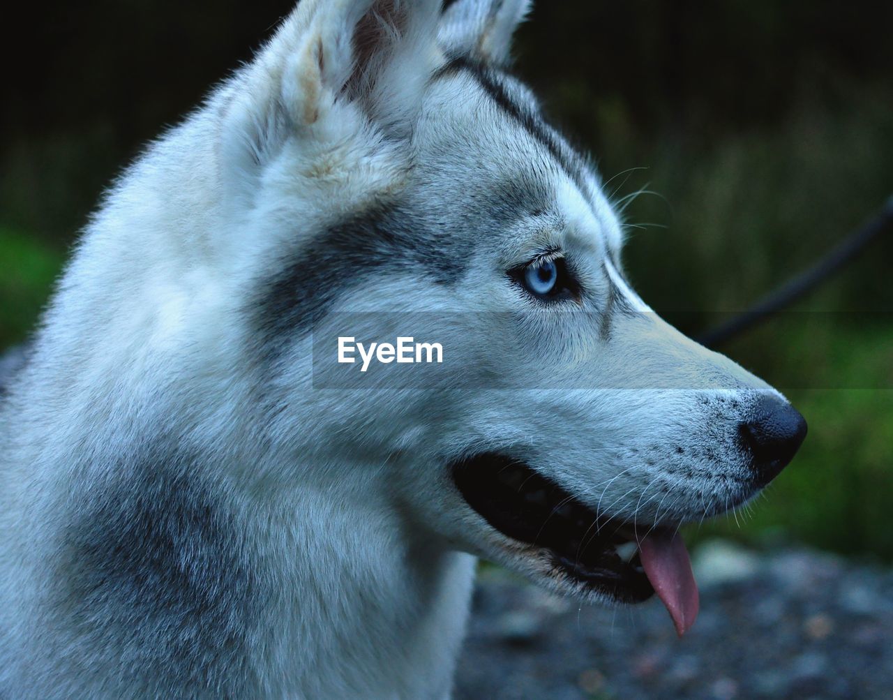 CLOSE-UP OF DOG ON GREEN OUTDOORS