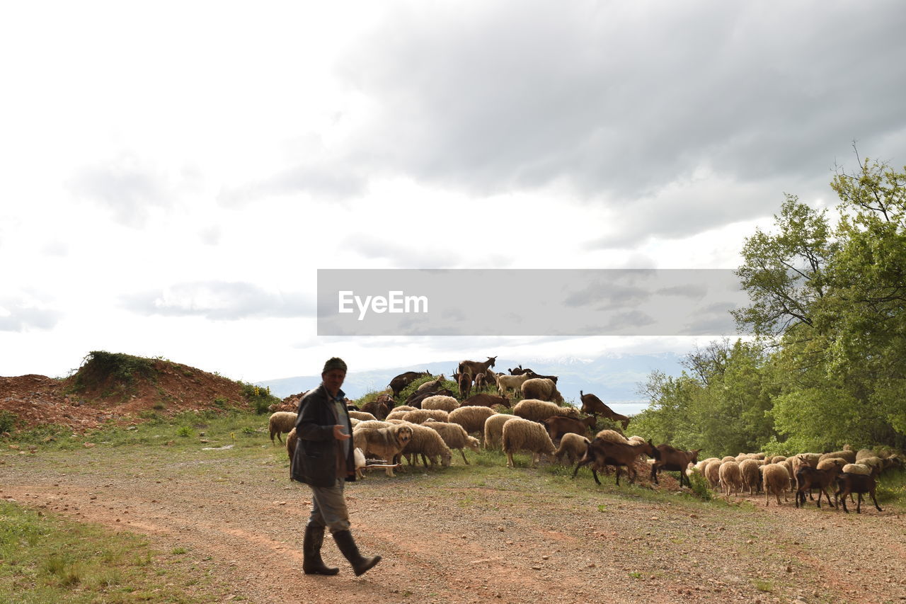 Rear view of sheperd with sheep standing on field