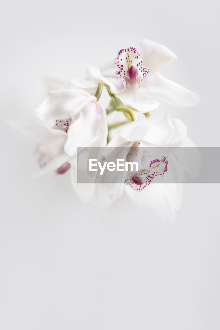 flower, pink, flowering plant, plant, white, petal, freshness, beauty in nature, studio shot, fragility, indoors, close-up, flower head, nature, copy space, no people, blossom, inflorescence, white background, lavender, celebration, wedding, event, cut out, bouquet, still life, lilac, springtime