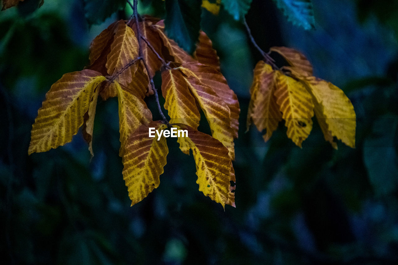 CLOSE-UP OF AUTUMNAL LEAVES