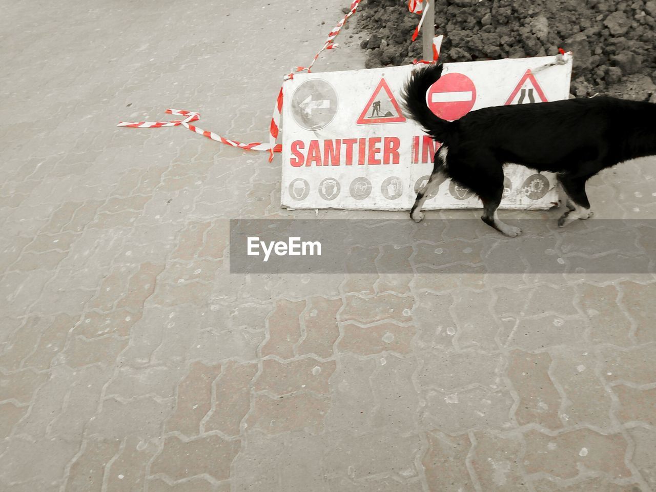High angle view of dog walking by road sign on footpath