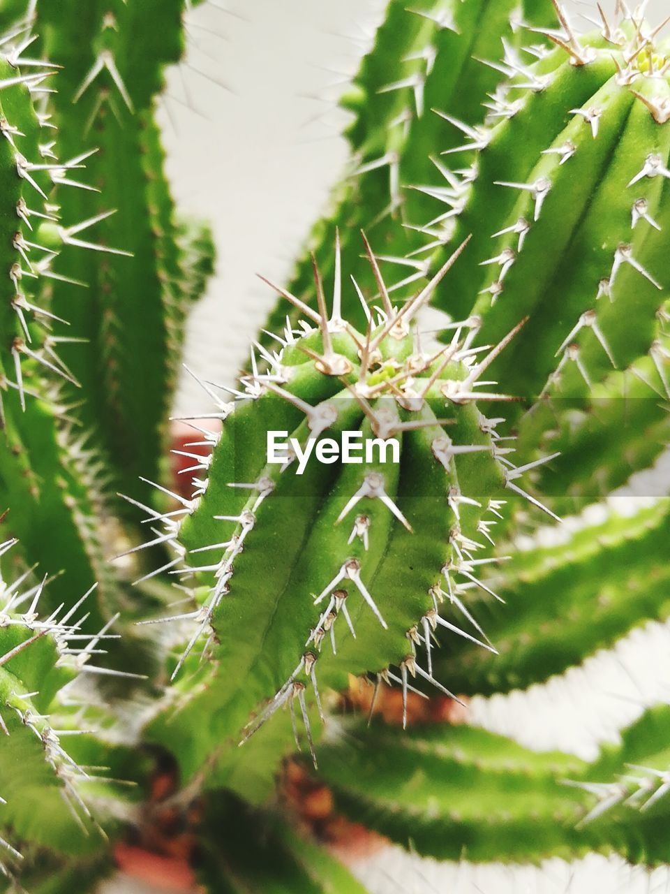 CLOSE-UP OF LIZARD ON PLANTS