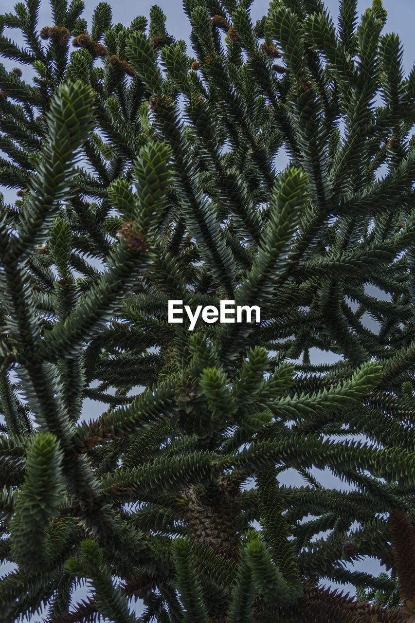 Full frame shot of pine tree