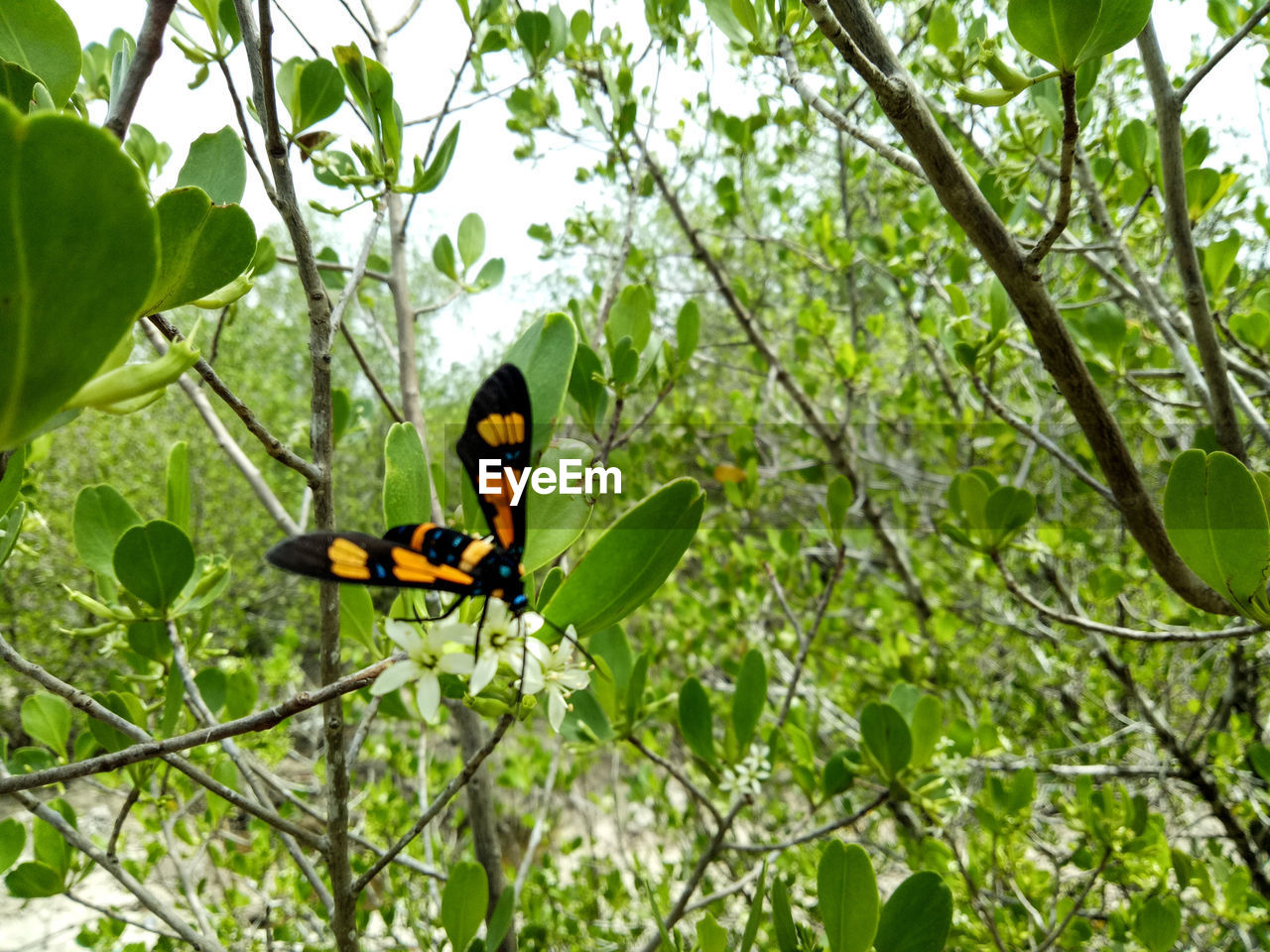 Butterfly on flower