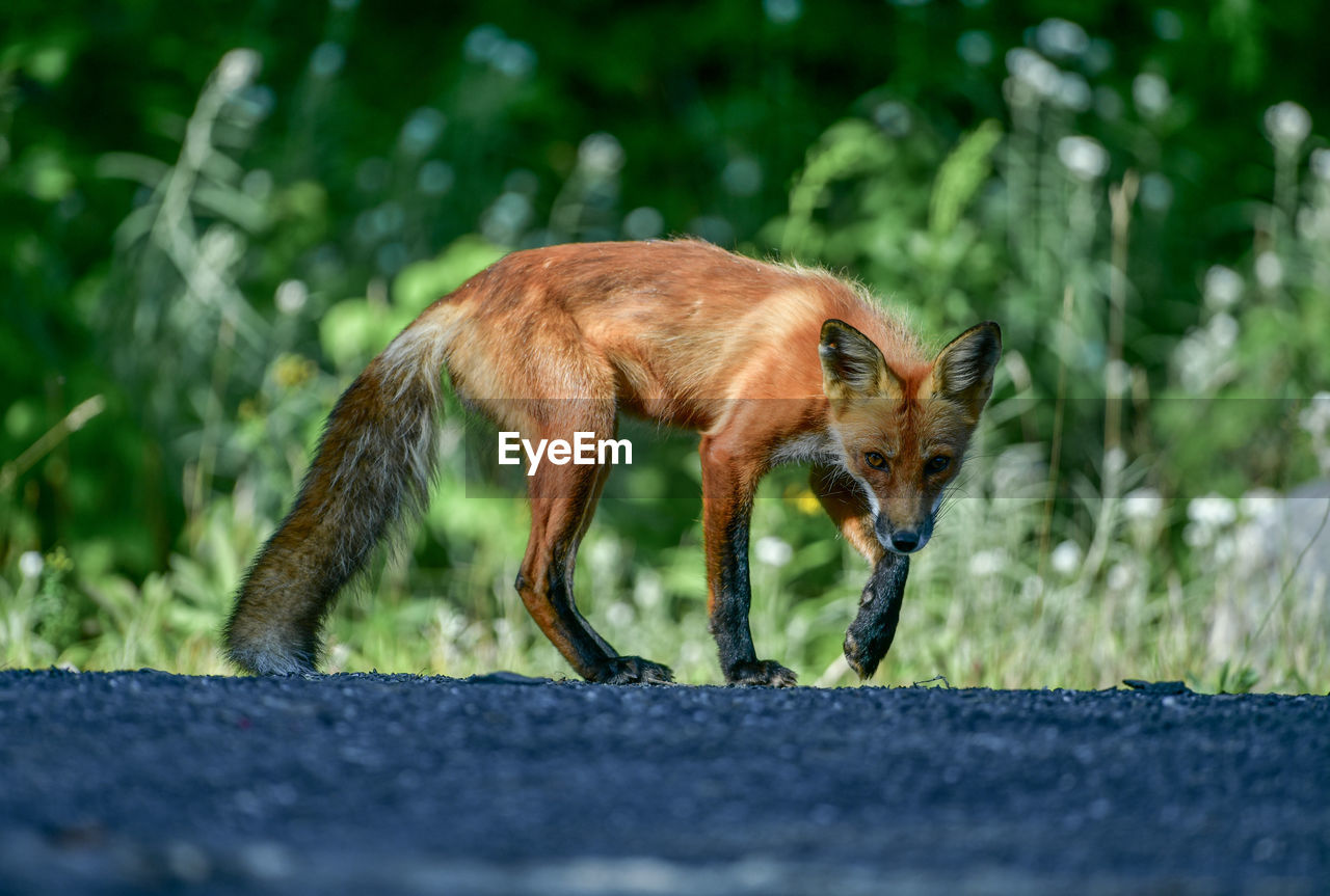 Portrait of fox standing on road