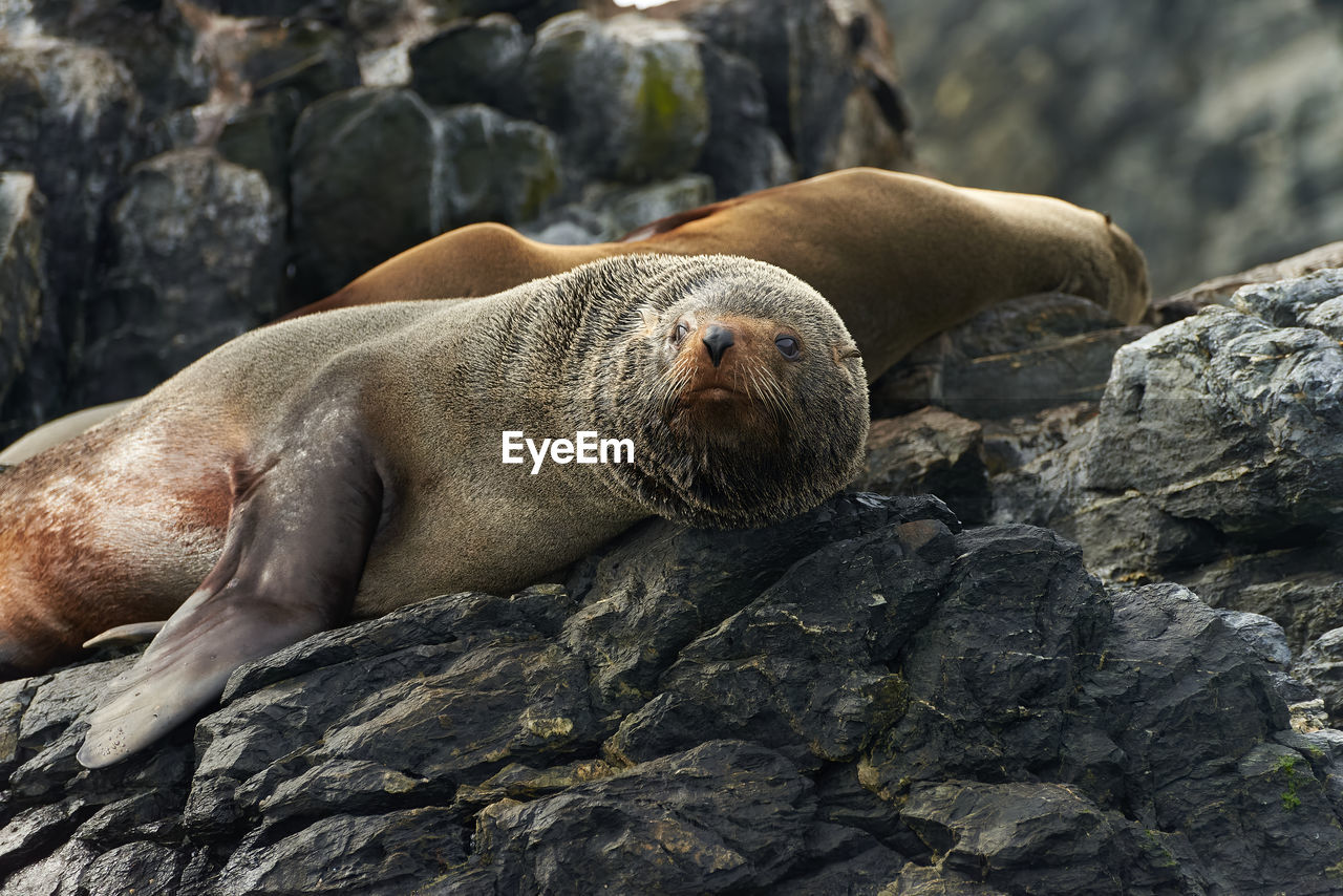 Close-up of seal lying on rock