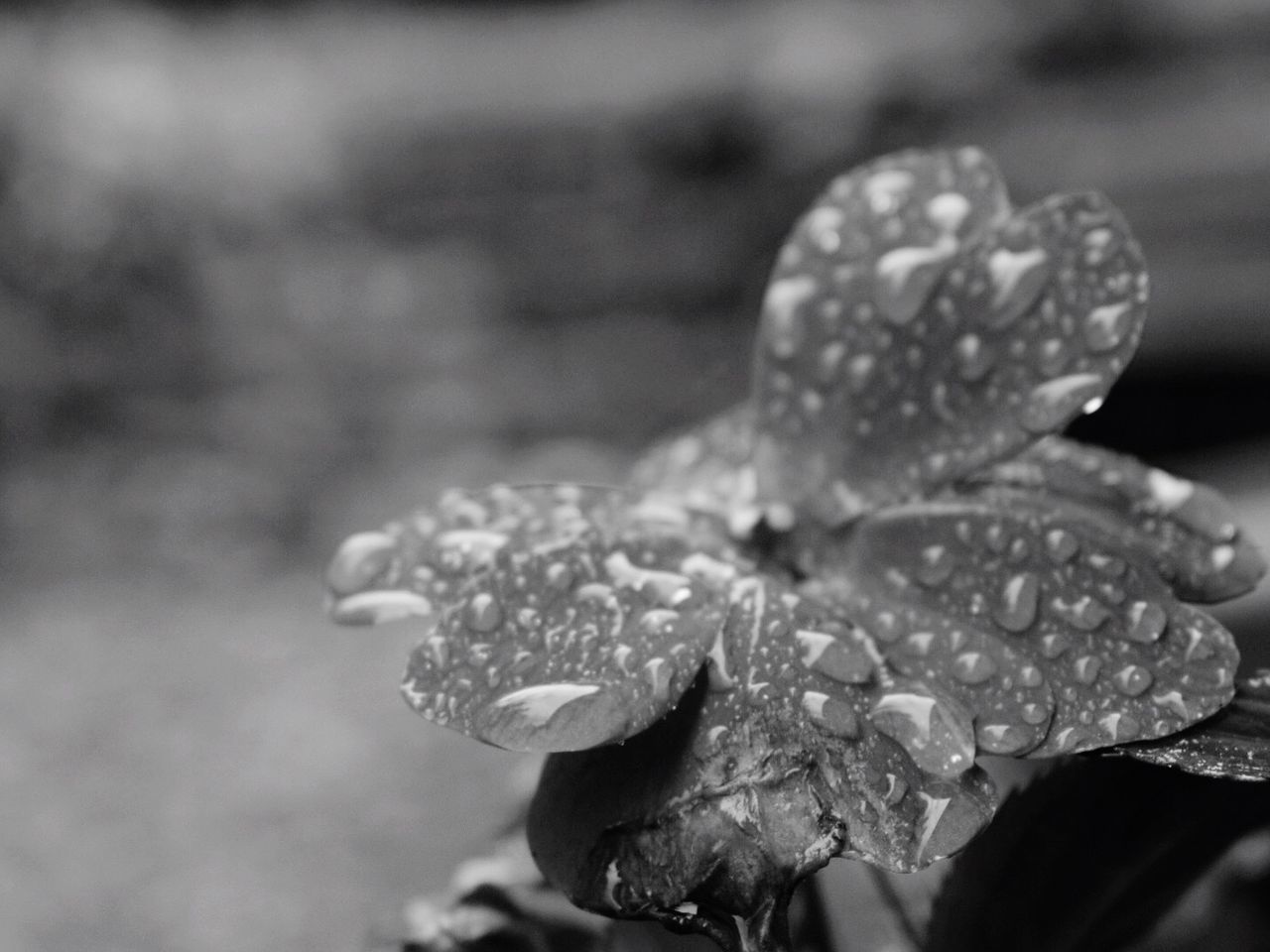 CLOSE-UP OF DEW DROPS ON FRESH FLOWER WITH LEAVES