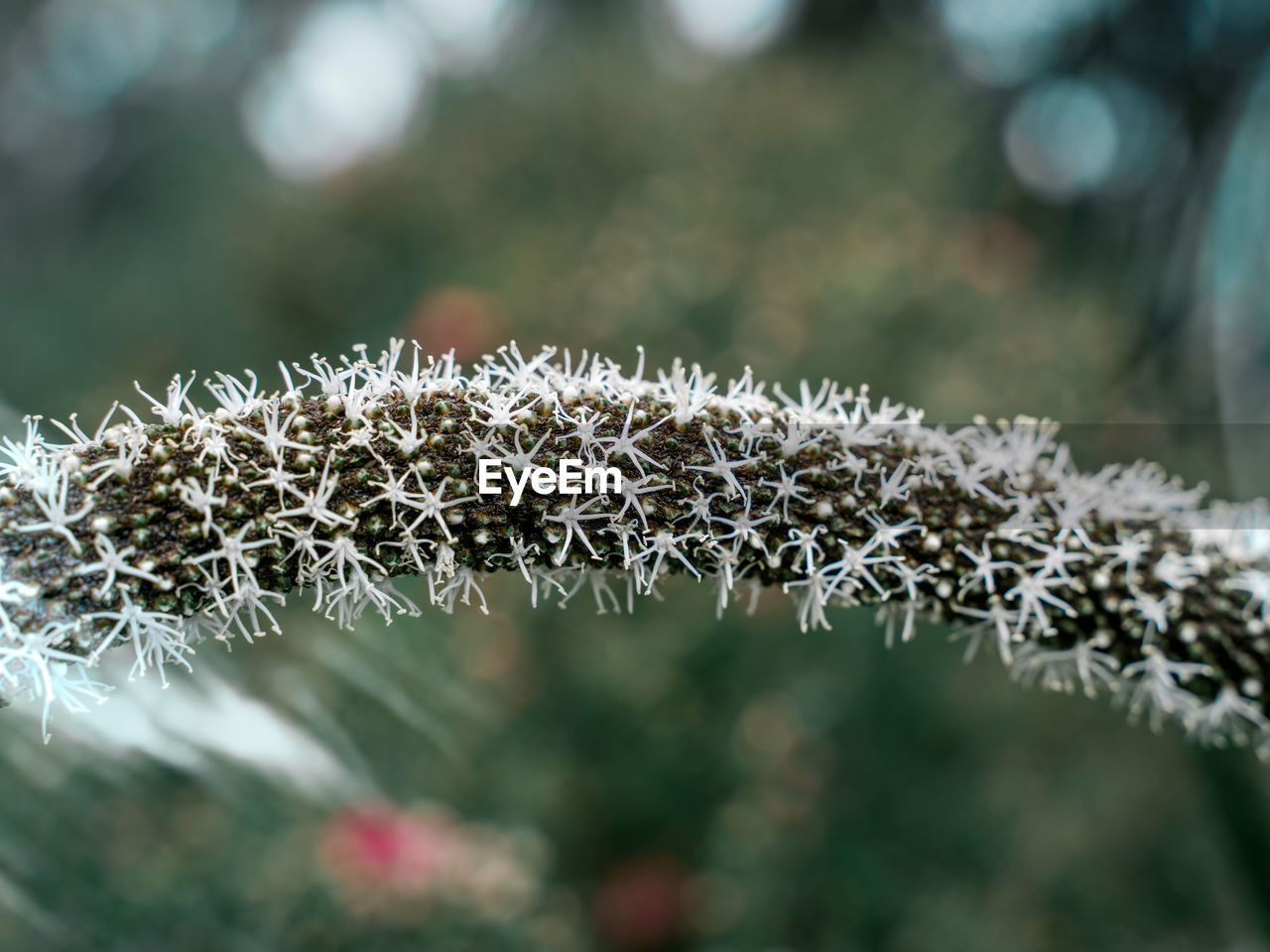 Close-up of plants in a community garden 