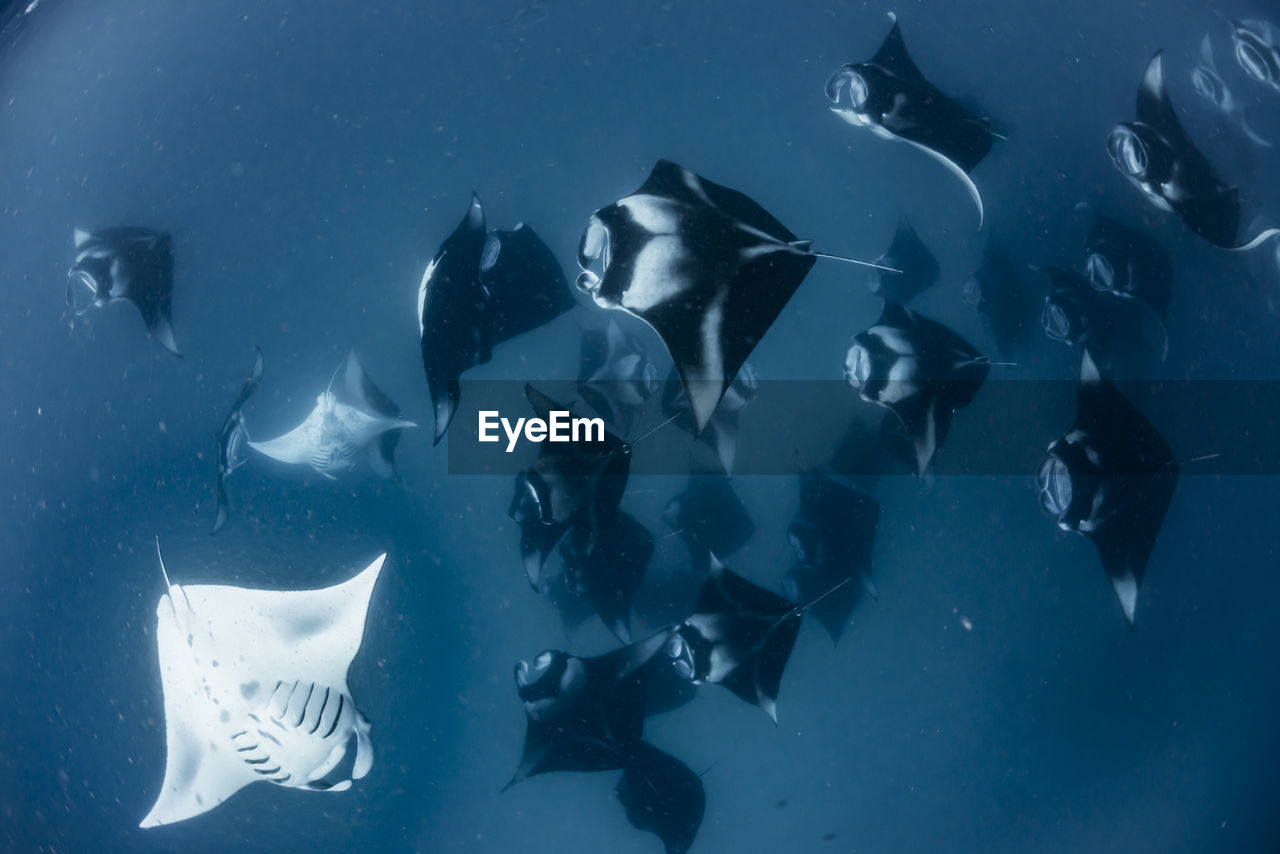 School of manta rays in baa atoll, maldives