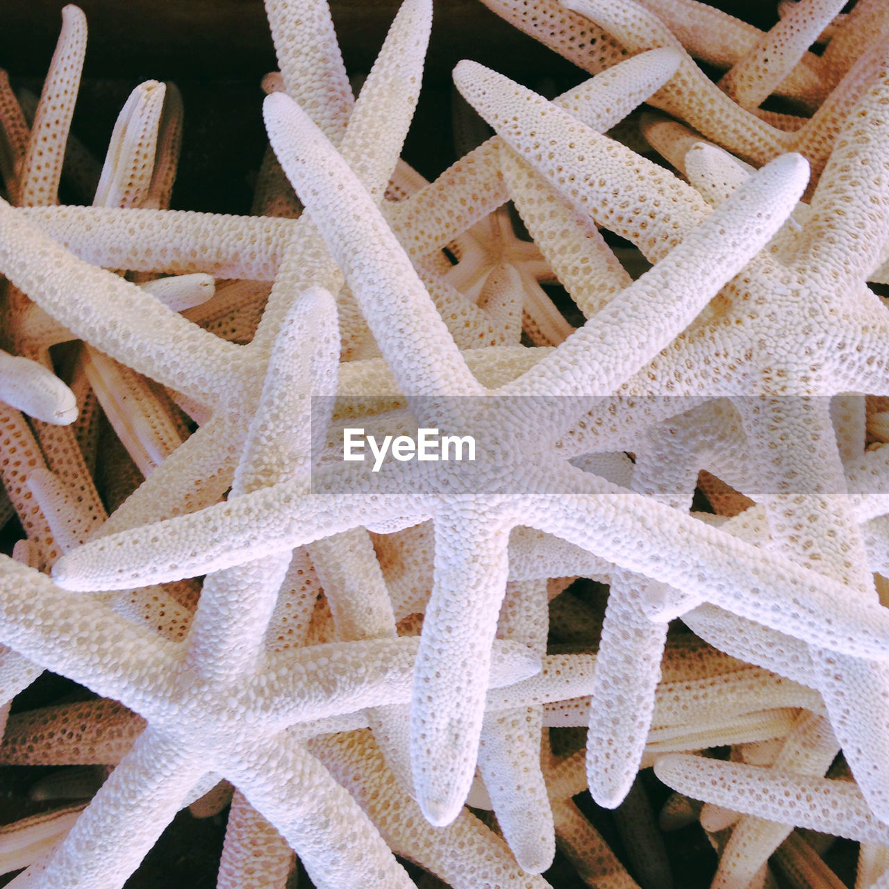 Full frame shot of starfish shells