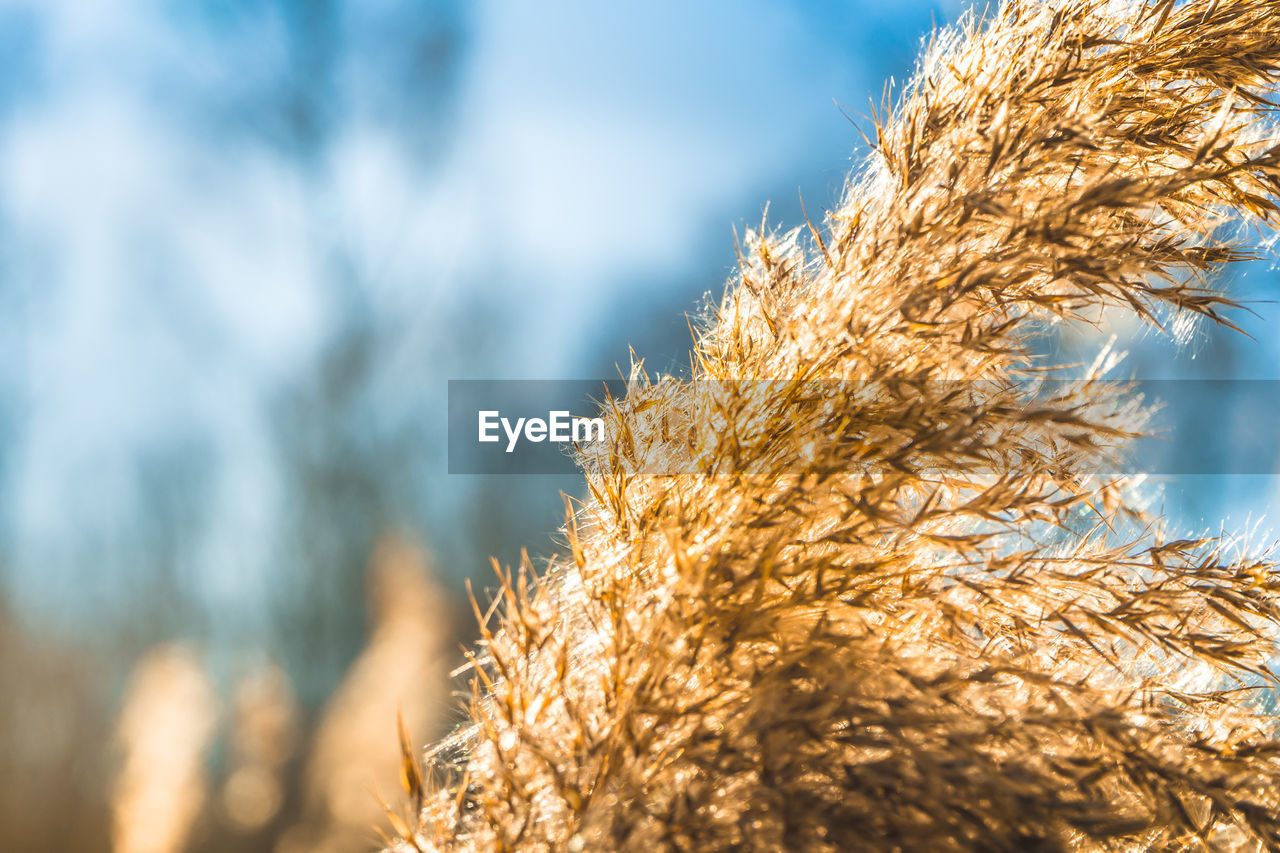 Close-up of grass against sky