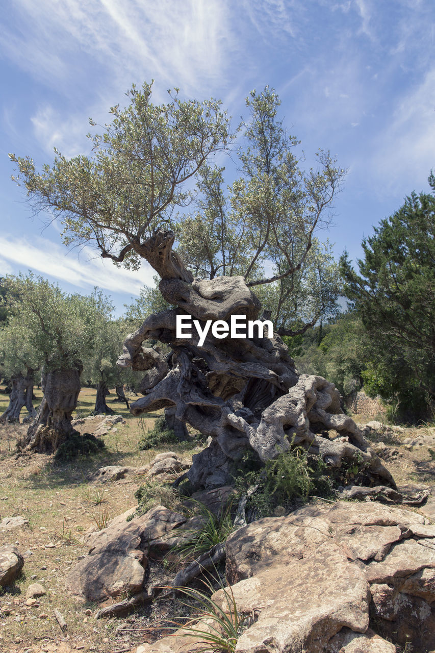 TREES GROWING ON ROCKS