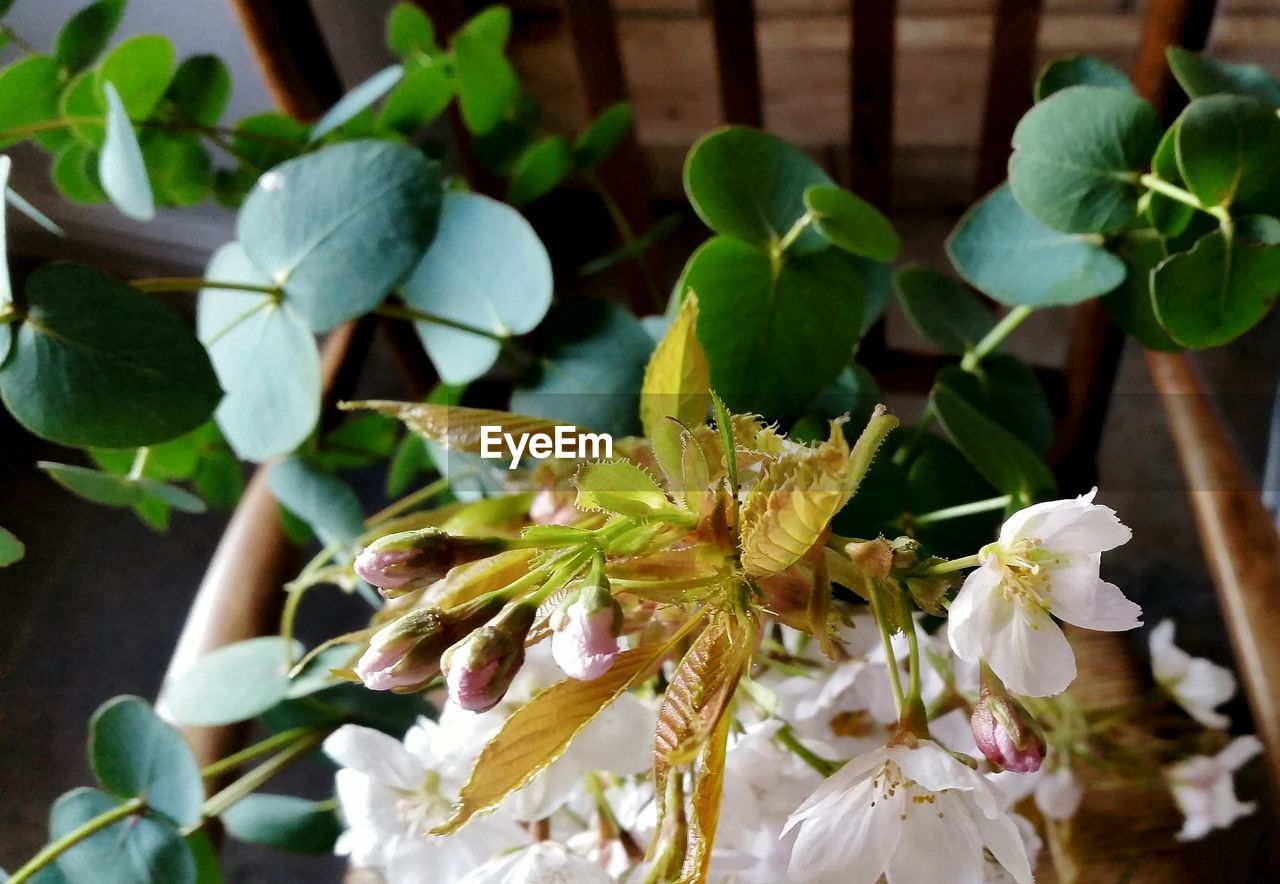 CLOSE-UP OF FLOWERS BLOOMING