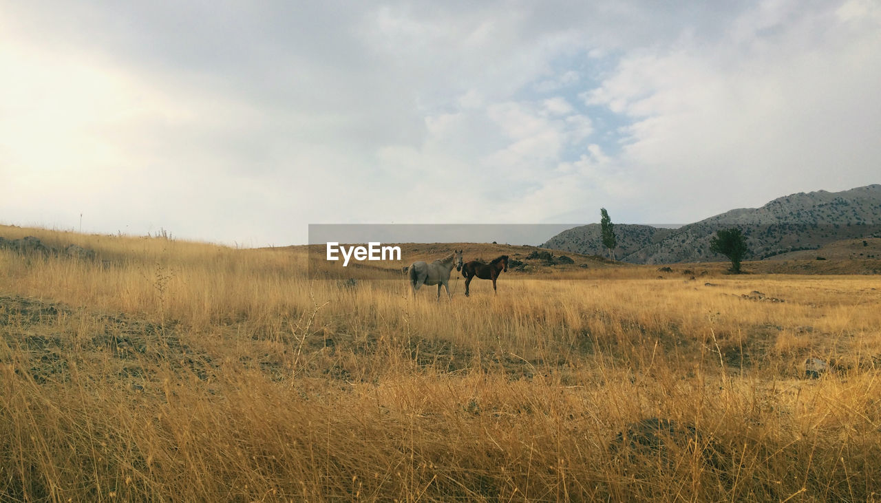 VIEW OF SHEEP ON FIELD