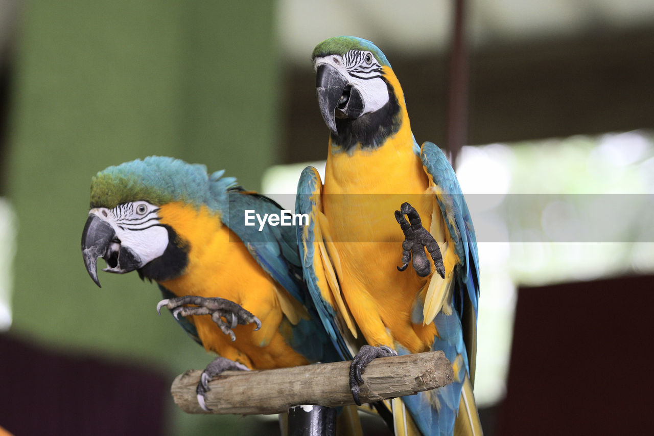 Close-up of two parrots perching on wood