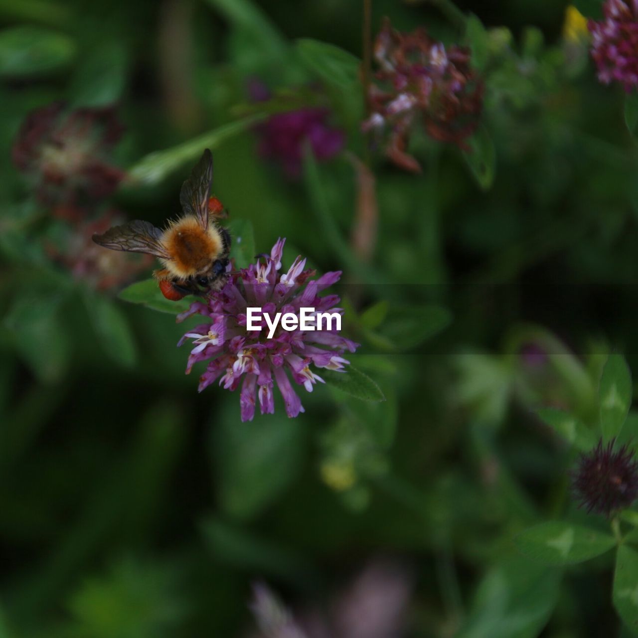 Close-up of bumle-bee on flower