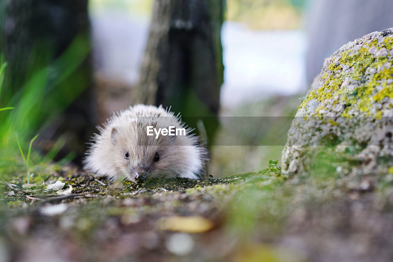 Close-up of hedgehog 