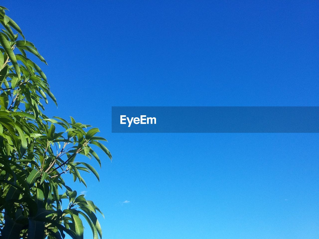 Low angle view of tree against clear blue sky