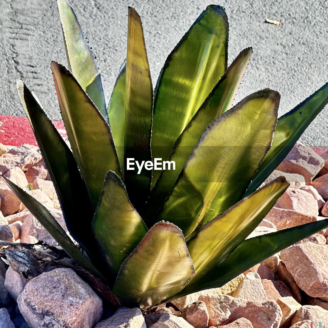 agave, plant, leaf, flower, succulent plant, nature, plant part, no people, cactus, growth, green, high angle view, beauty in nature, day, close-up, sunlight, aloe vera plant, outdoors, wall - building feature, aloe