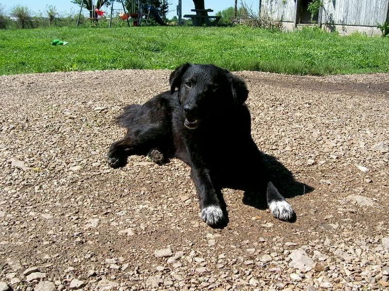 DOG STANDING ON GRASSY FIELD