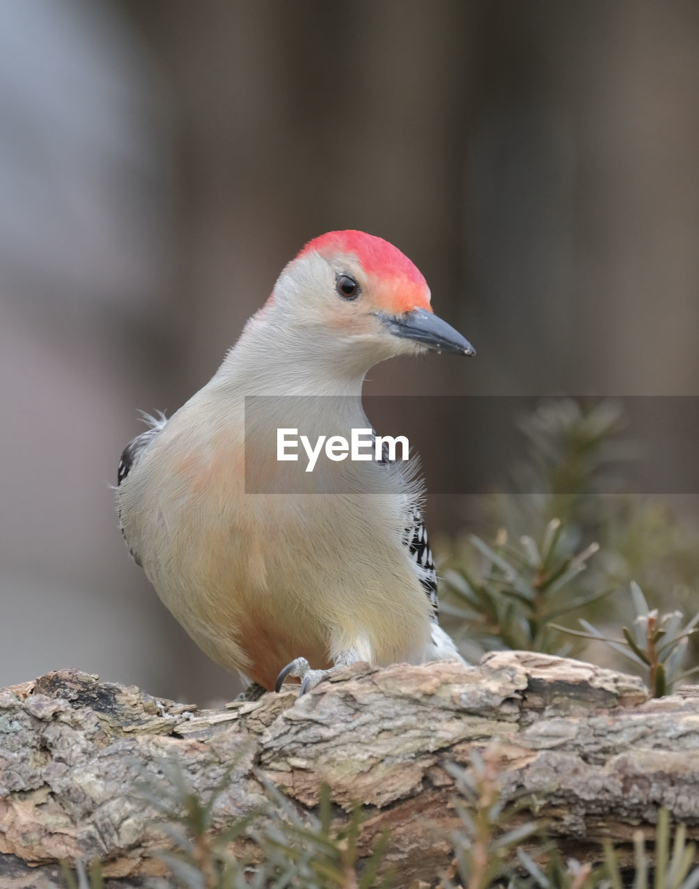 Red-bellied woodpecker