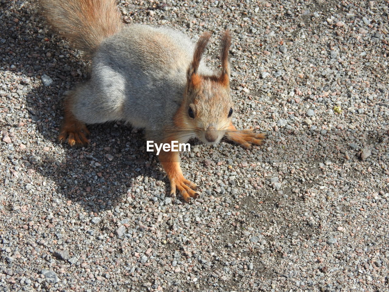 Squirrel jumping