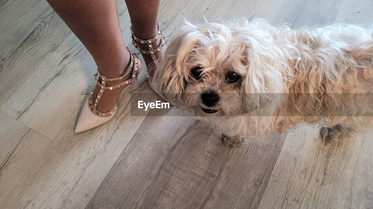 Small dog is baffled by the new shoes her companion is wearing.