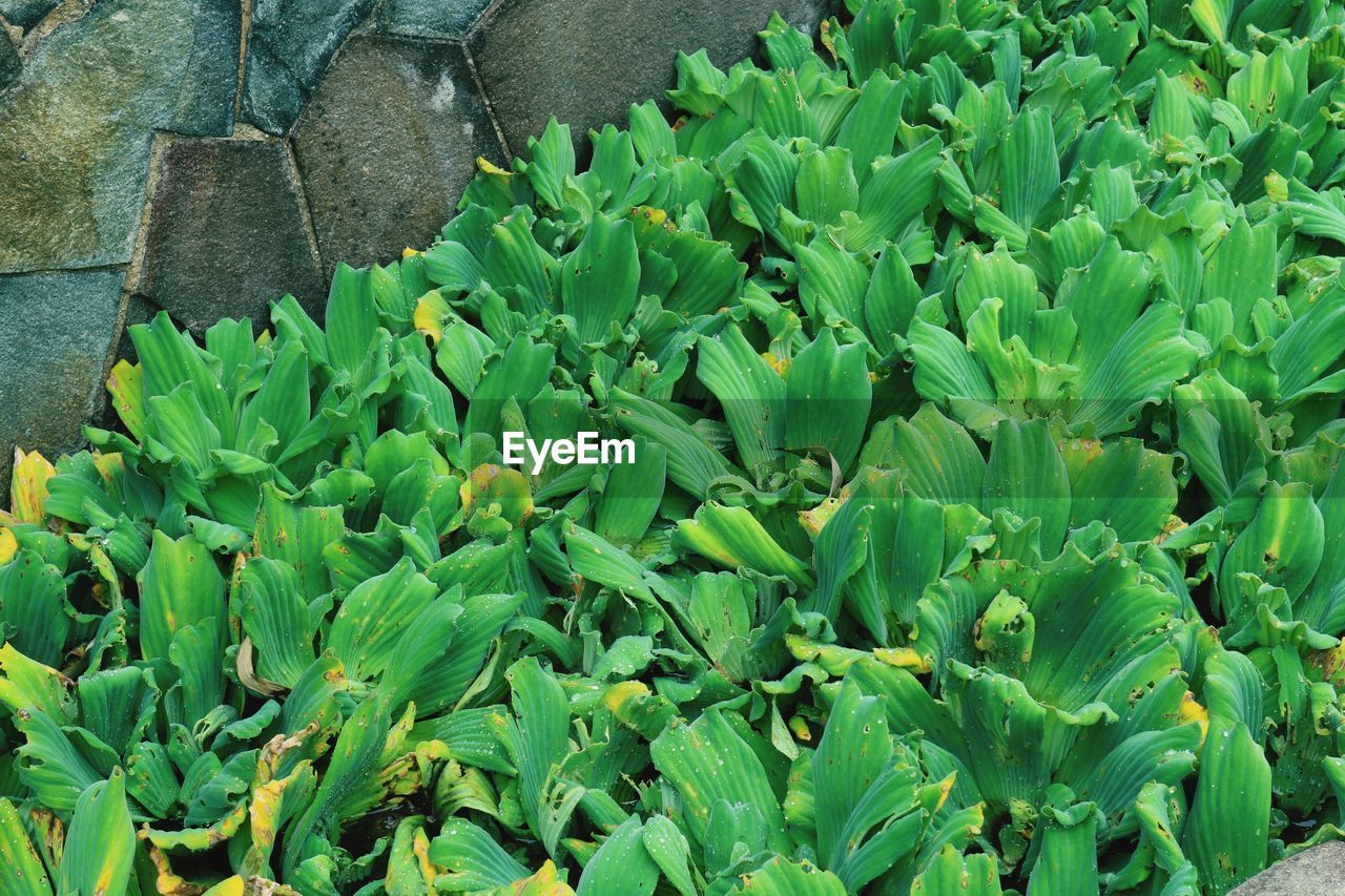 High angle view of plants growing on field