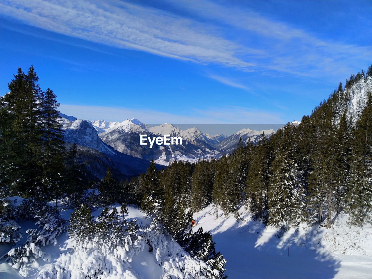 Pine trees on snowcapped mountains against blue sky