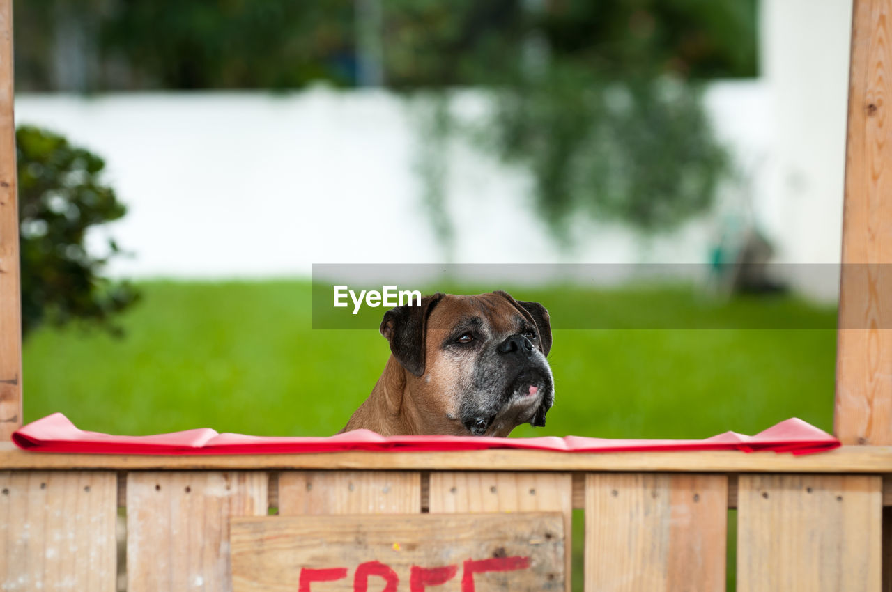 PORTRAIT OF DOG LOOKING AWAY WHILE SITTING ON WOOD