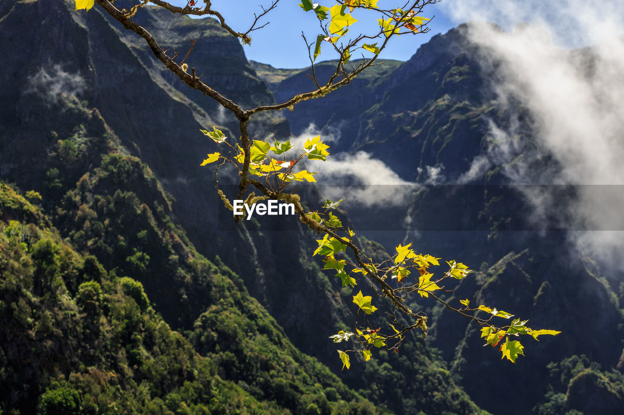 Low angle view of flower tree against sky