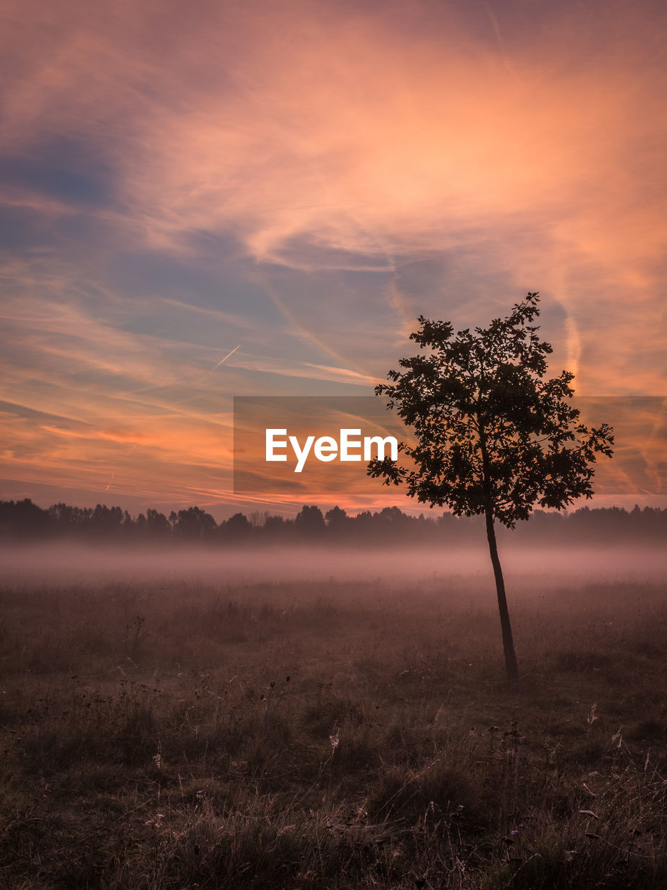 Silhouette tree on field at sunrise