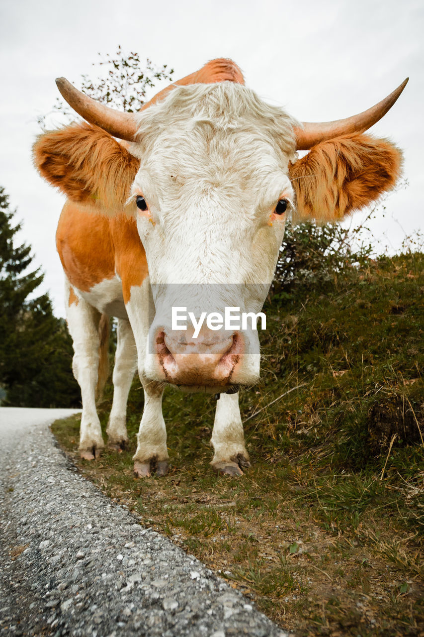 Portrait of cow standing on field against sky