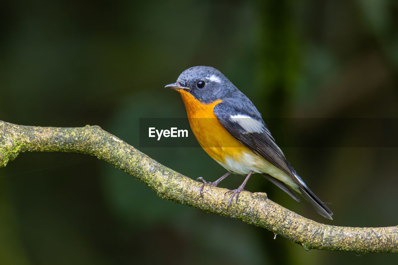 CLOSE-UP OF BIRD PERCHING ON TREE