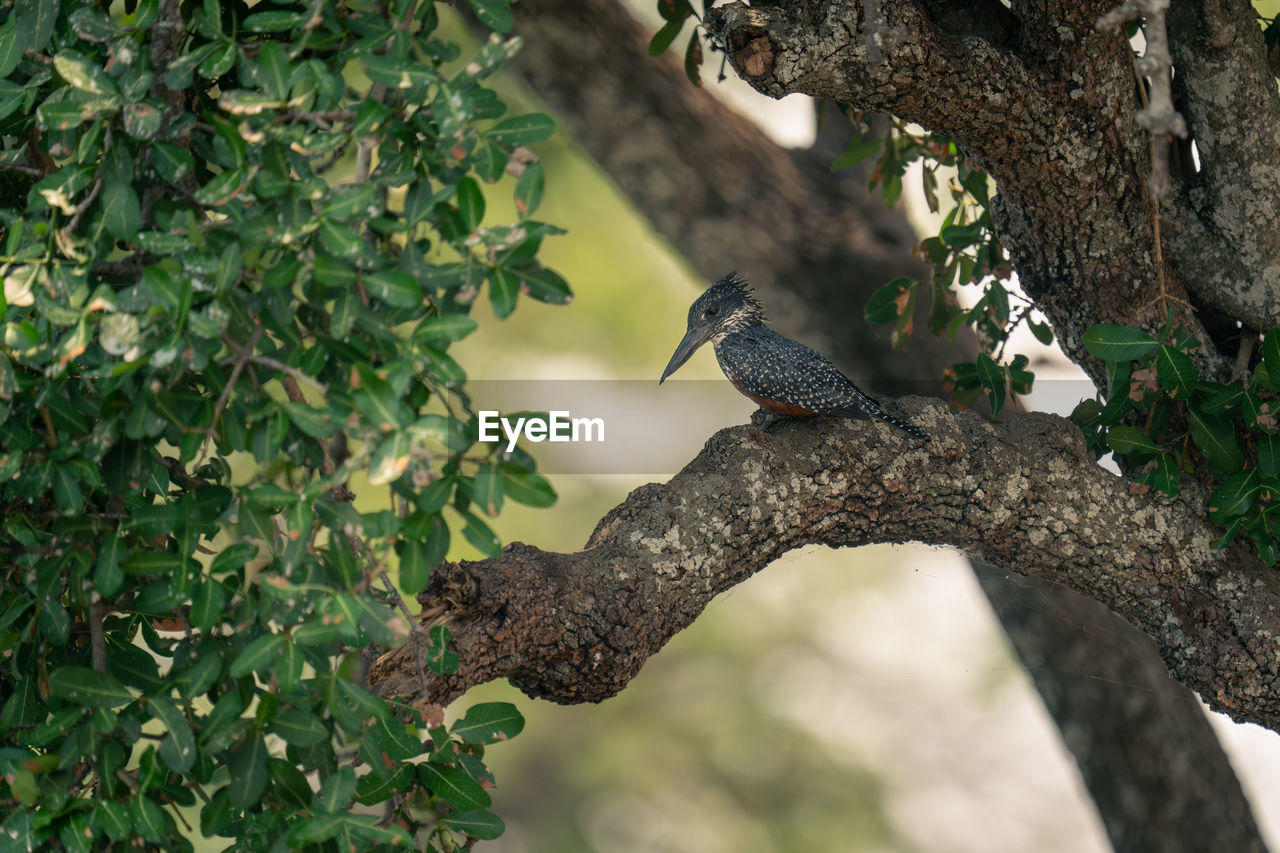 bird perching on tree
