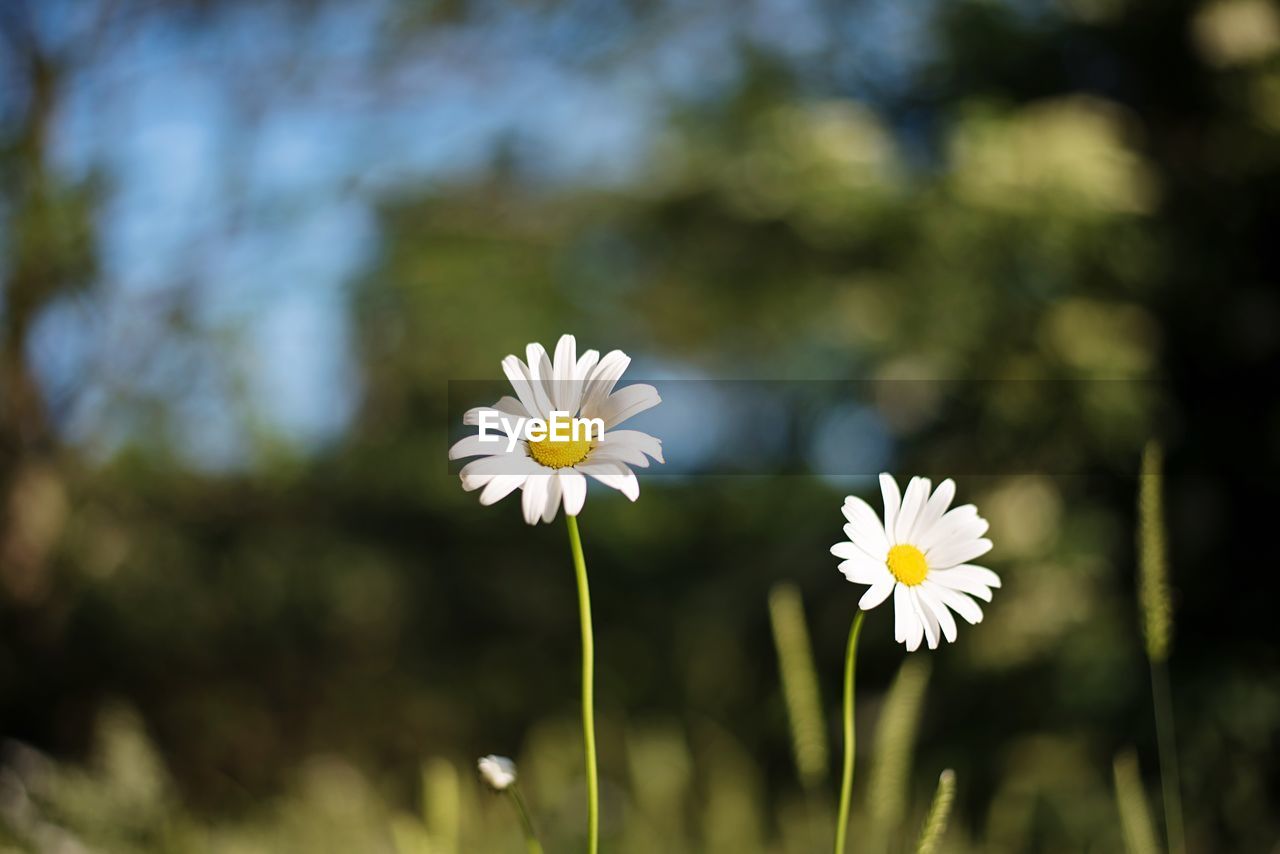 CLOSE-UP OF WHITE FLOWERS