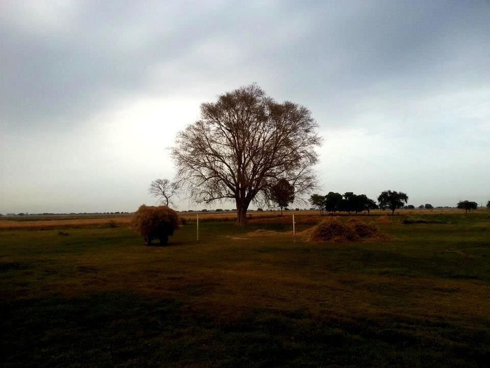 SCENIC VIEW OF GRASSY FIELD AGAINST SKY