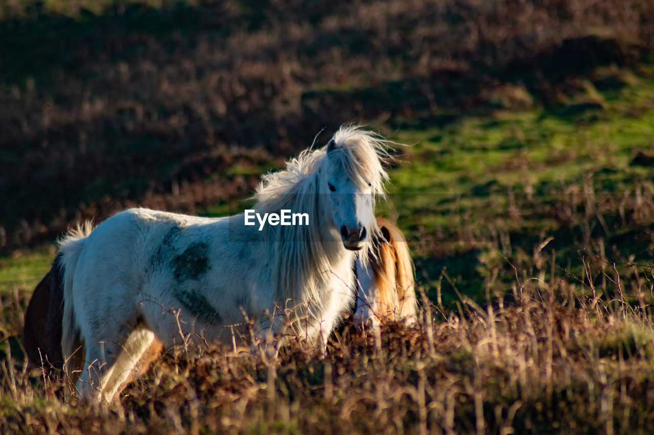 animal, animal themes, mammal, horse, grass, one animal, nature, animal wildlife, domestic animals, plant, pet, mustang horse, livestock, no people, meadow, pasture, rural area, land, grassland, prairie, wildlife, field, outdoors, day, stallion, mane, natural environment, grazing, landscape, side view, environment
