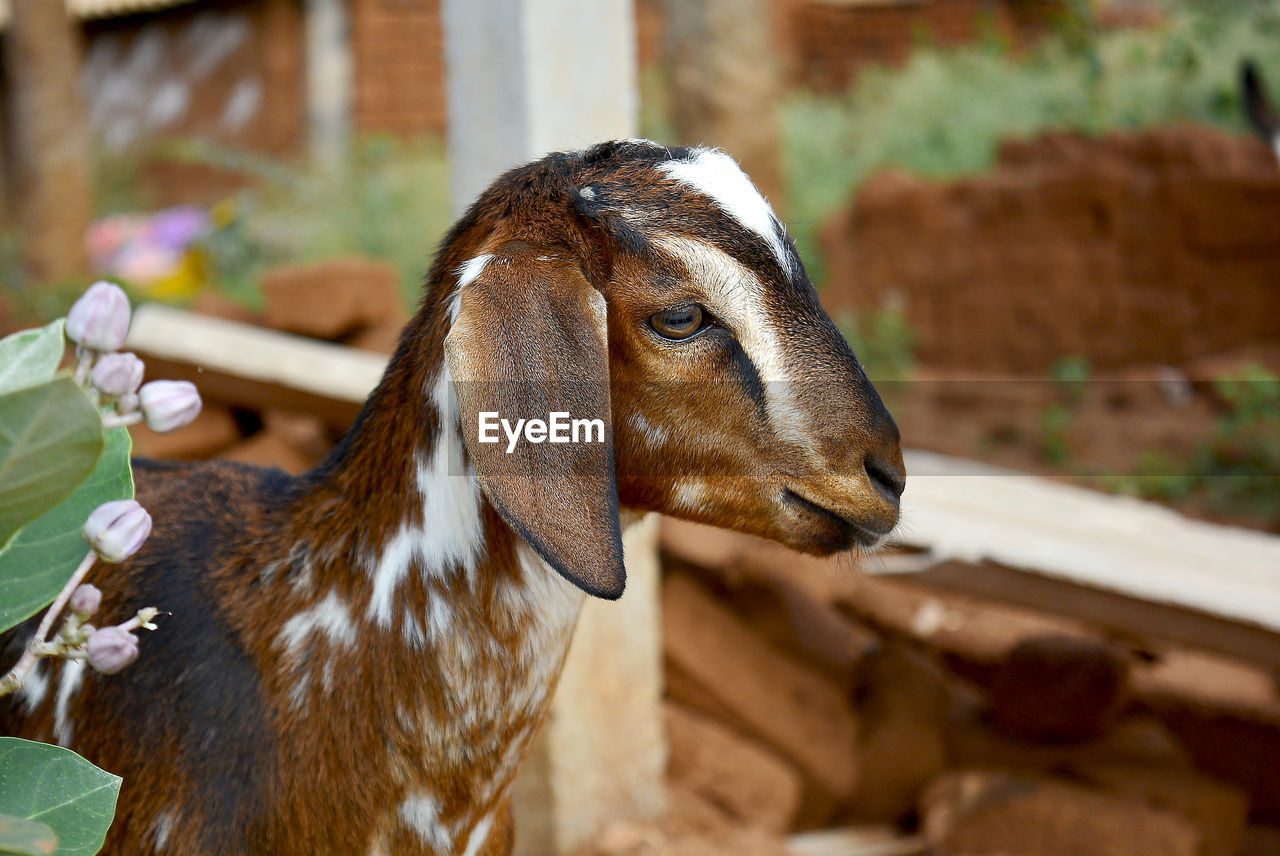 Close-up of a goat looking away