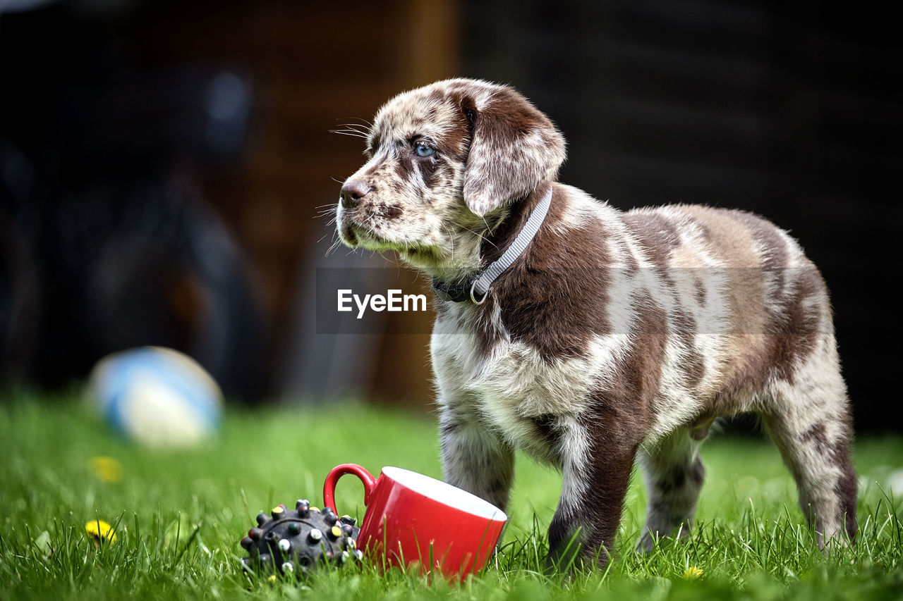 Puppy playing on grass