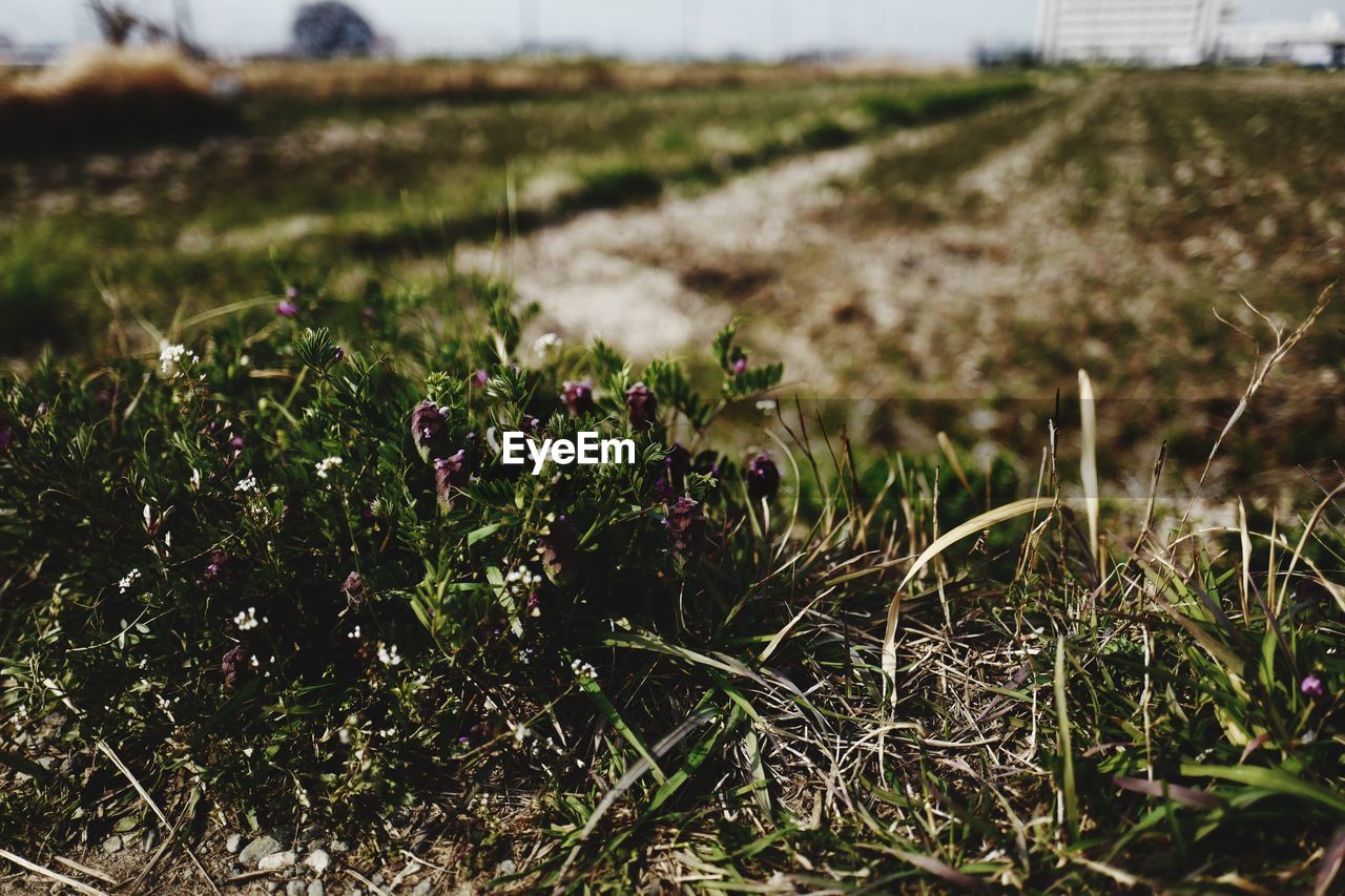 PLANTS GROWING IN FIELD